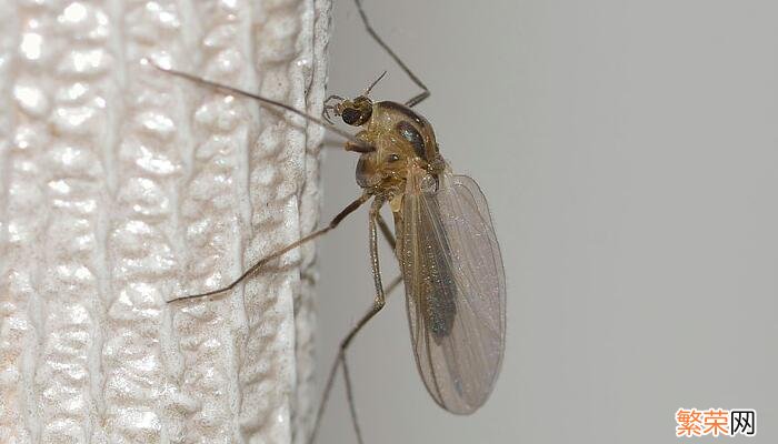 为什么冬天还有蚊子 冬天家里有蚊子的原因