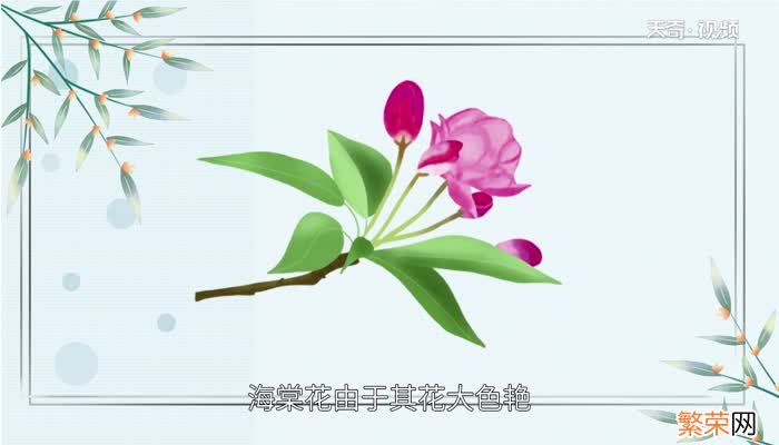 海棠花花语 海棠的花语是什么