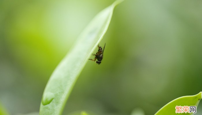 怎么灭苍蝇 怎么灭苍蝇最有效的方法