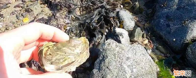 石头蟹是淡水还是海水 石头蟹属于海蟹吗