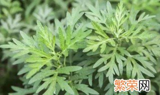 艾草放在房间里有什么作用 关于艾草放在房间里的作用