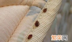 床虱会飞吗 床虱介绍