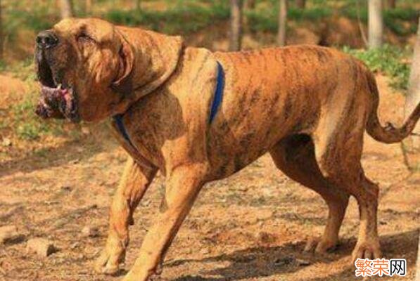 十大凶猛犬图片 世界十大最危险猛犬图片
