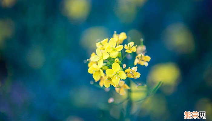 迎春花是什么颜色 迎春花的颜色