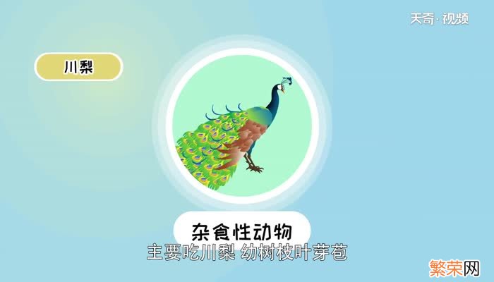 孔雀会飞吗孔雀能飞吗