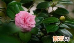 养殖茶花方法 怎么养殖茶花