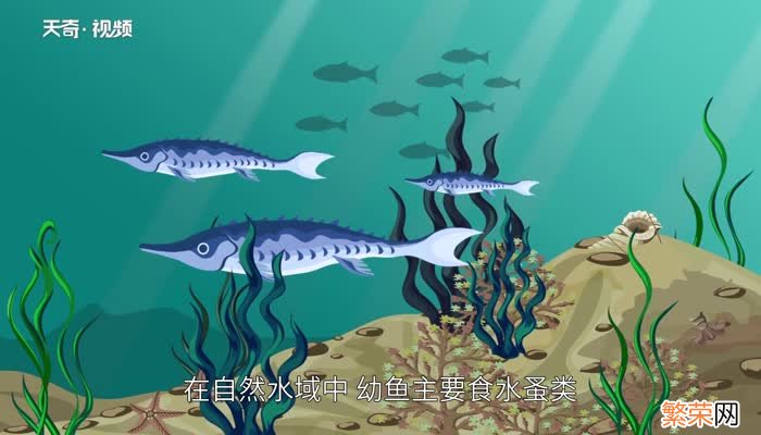 鲟鱼吃什么 鲟鱼主要吃什么