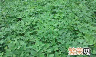 山芋怎么种植方法 山芋如何种