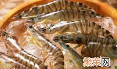 斑节虾养殖方法 斑节虾怎么养殖