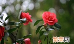 山茶花的养殖方法和注意事项 山茶花怎么养