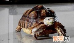 草龟的饲养方法 草龟怎么饲养