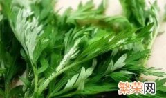 艾草种子种植方法 艾草种子怎么种植