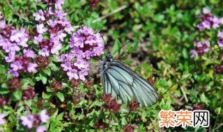 百里香的种植方法 百里香怎么养