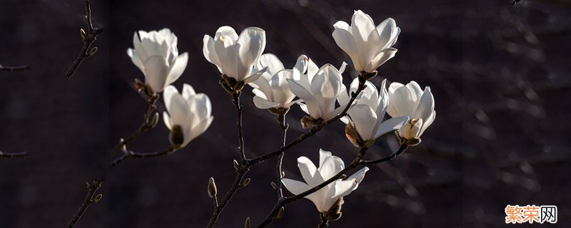 玉兰花是什么颜色 玉兰花的颜色有哪些