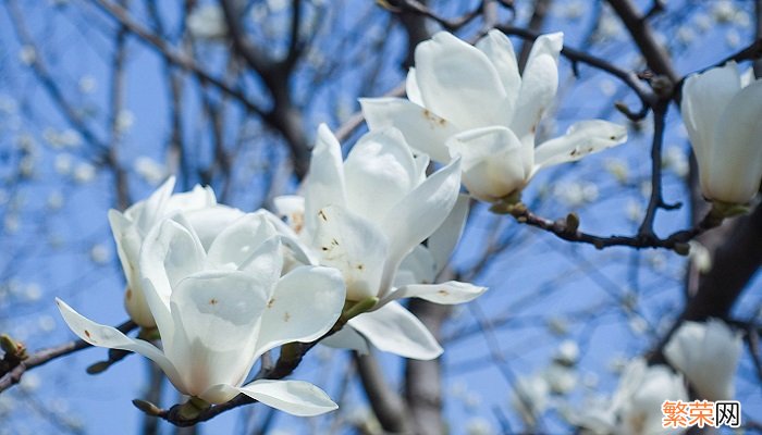 玉兰花是什么颜色 玉兰花的颜色有哪些