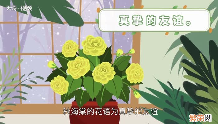 代表友谊的花 什么花代表友谊