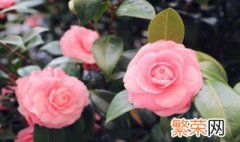 花叶子有虫子怎么办 花叶子有虫子的方法