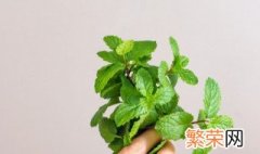 薄荷黄叶怎么回事 薄荷黄叶为什么