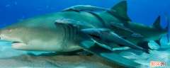 吸盘鲨为什么吸在鲨鱼身上 吸盘鱼和鲨鱼是什么关系