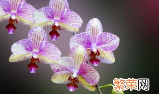 紫灵仙子兰花的栽培方法注意事项 兰花如何栽培