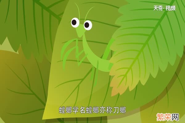 螳螂是益虫还是害虫螳螂是益虫吗