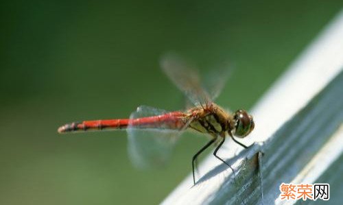 蹭蹭等「边缘性行为」都安全吗 蜻蜓点水是指什么性行为