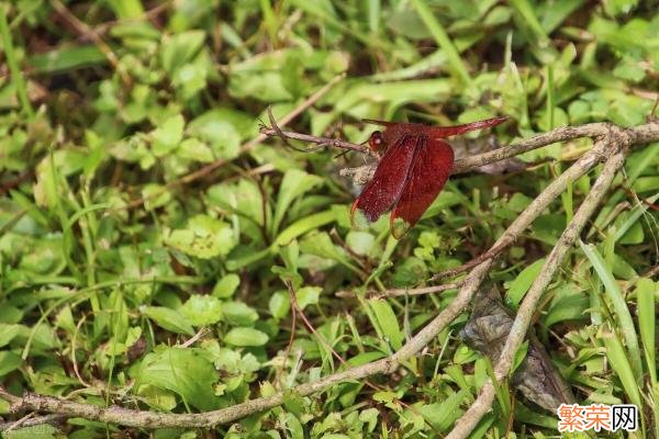 蹭蹭等「边缘性行为」都安全吗 蜻蜓点水是指什么性行为