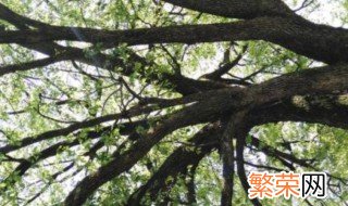 鹤壁香樟树种植方法 香樟树如何种植