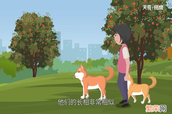 柴犬和秋田犬的区别柴犬和秋田犬有什么不同