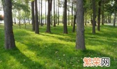 湖北黄杨种植方法 湖北黄杨种植方法介绍