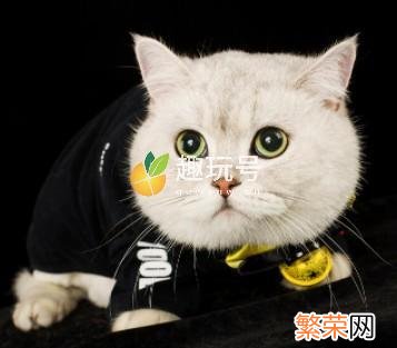 银点渐层宠物猫多少钱一只 银渐层猫多少钱一只