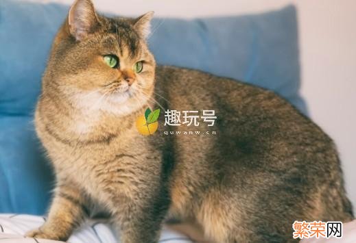 银点渐层宠物猫多少钱一只 银渐层猫多少钱一只