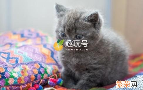 银点渐层宠物猫多少钱一只 银渐层猫多少钱一只