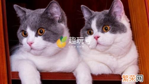 银点渐层宠物猫多少钱一只 银渐层猫多少钱一只