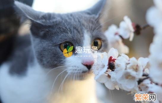 银点渐层宠物猫多少钱一只 银渐层猫多少钱一只