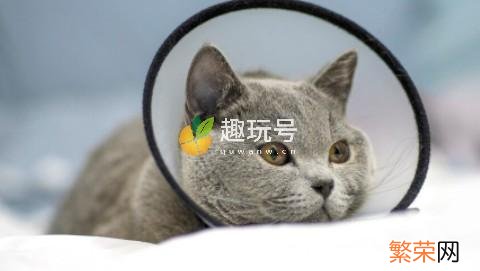 银点渐层宠物猫多少钱一只 银渐层猫多少钱一只