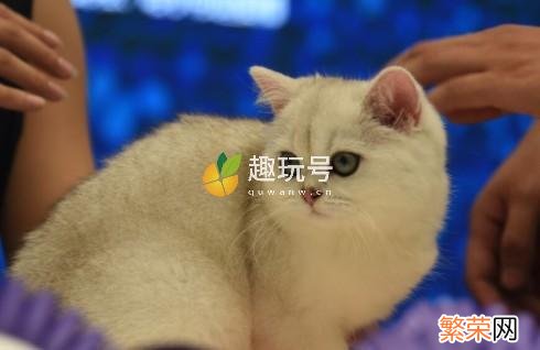 银点渐层宠物猫多少钱一只 银渐层猫多少钱一只