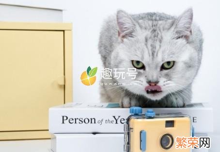 银点渐层宠物猫多少钱一只 银渐层猫多少钱一只