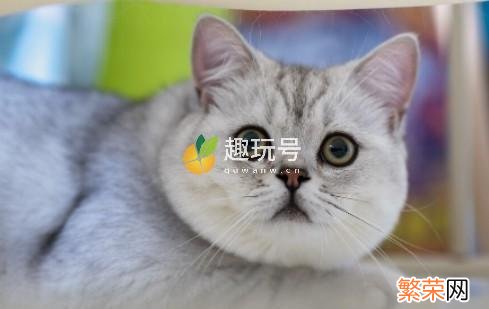 银点渐层宠物猫多少钱一只 银渐层猫多少钱一只