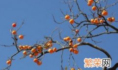 柿子树夏季修剪技巧 柿子树夏季如何修剪