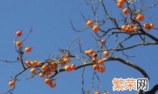 柿子树夏季修剪技巧 柿子树夏季如何修剪