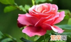 广东月季花修剪方法 月季花要怎样修剪