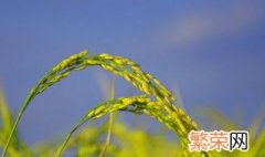 水稻种植管理方法 水稻的管理方法