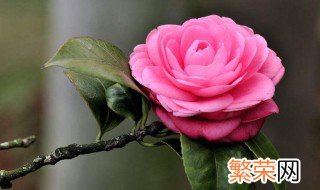 山茶花开花前养殖方法 茶花开花期间怎么养护