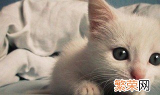 顺丰能寄宠物猫吗 宠物猫能快递吗