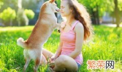 泰迪疫苗怎么打 泰迪犬打针的方法