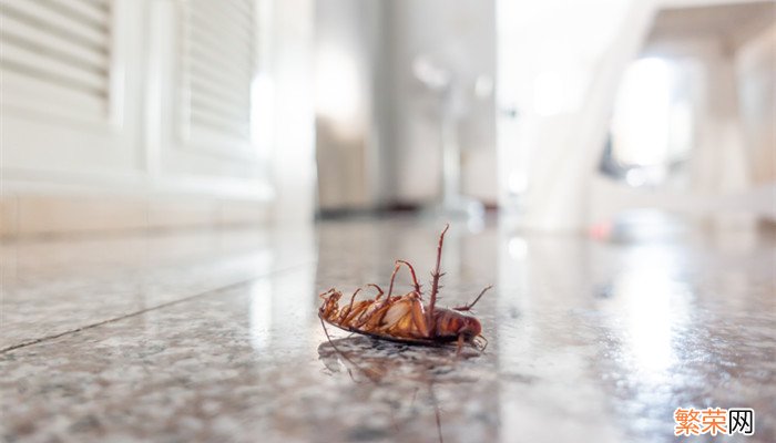 哪些是病媒生物 病媒生物的危害