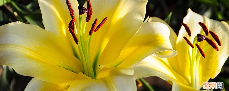 百合花花语 百合花花语和寓意是什么