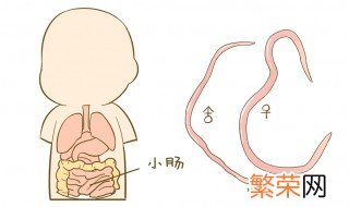 蛲虫最怕什么药 了解一下