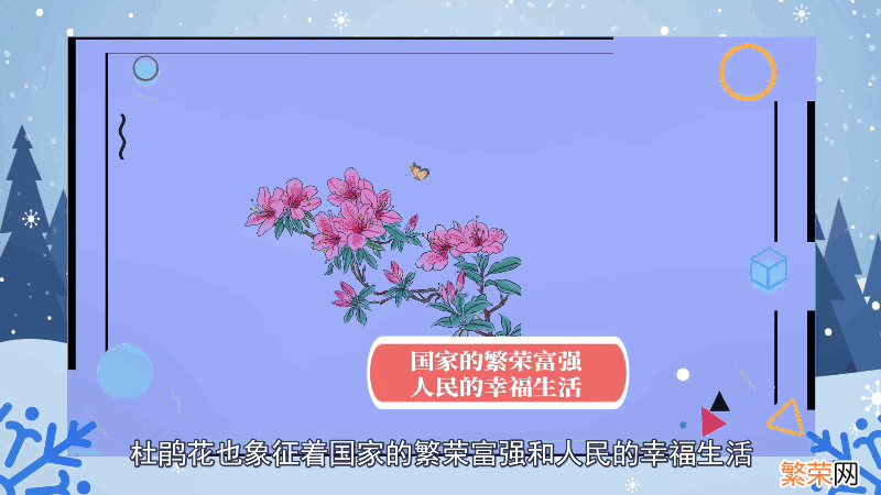 杜鹃花语 杜鹃花语是什么